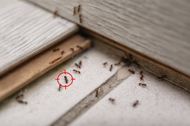 Professional Pest Control in Superior, NE