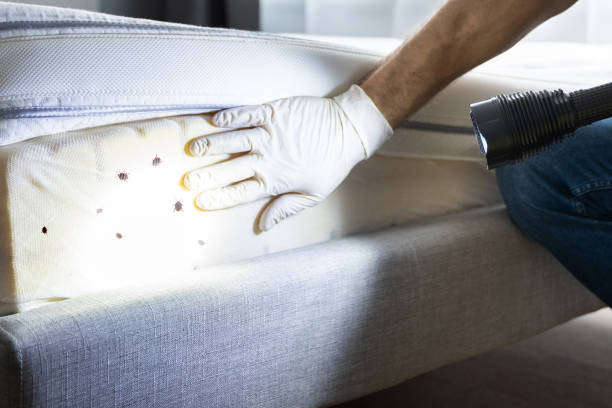 Best Mosquito Control Services  in Superior, NE